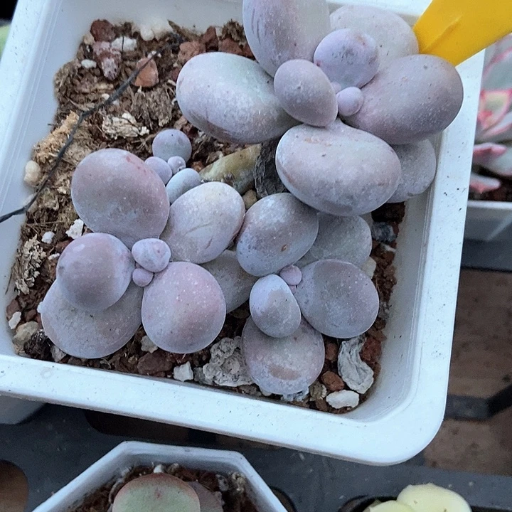多肉植物烟美人804