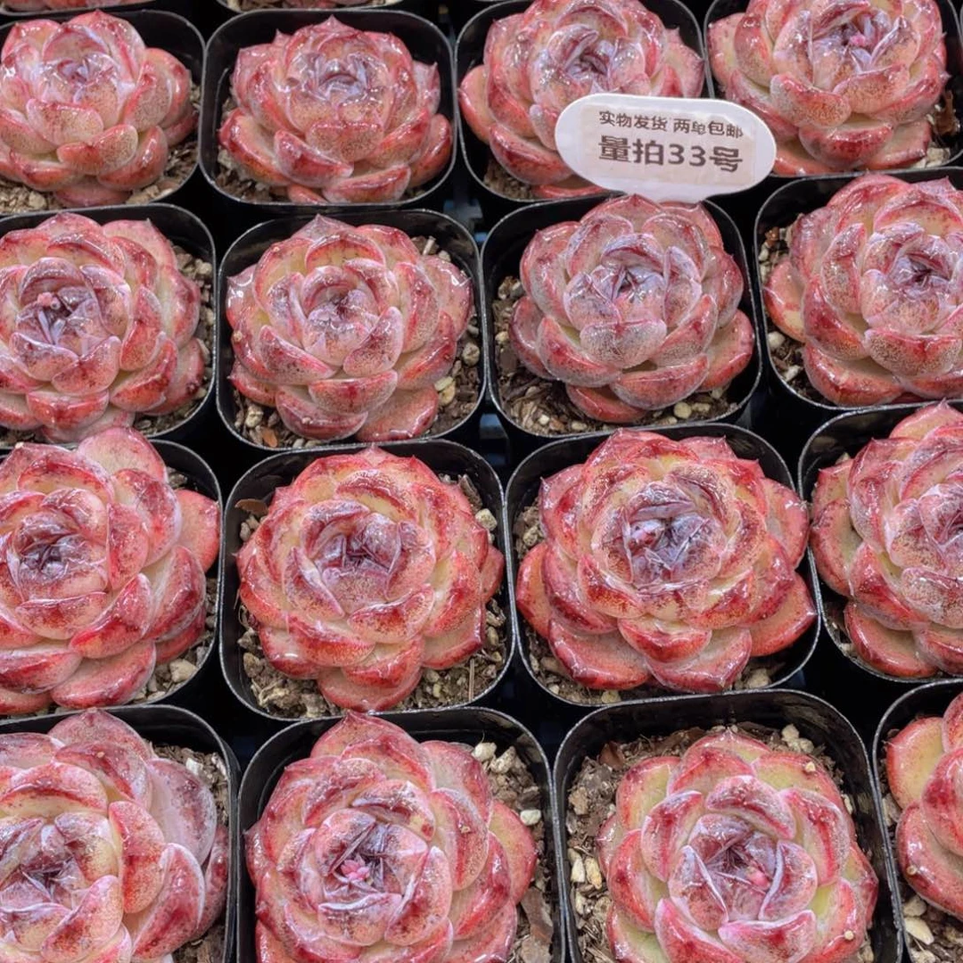 量拍33号 糖心全状态黑橙单头一个