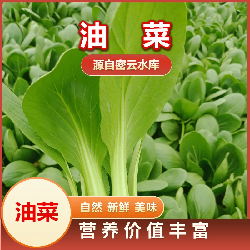 农家种植油菜2斤绿色蔬菜