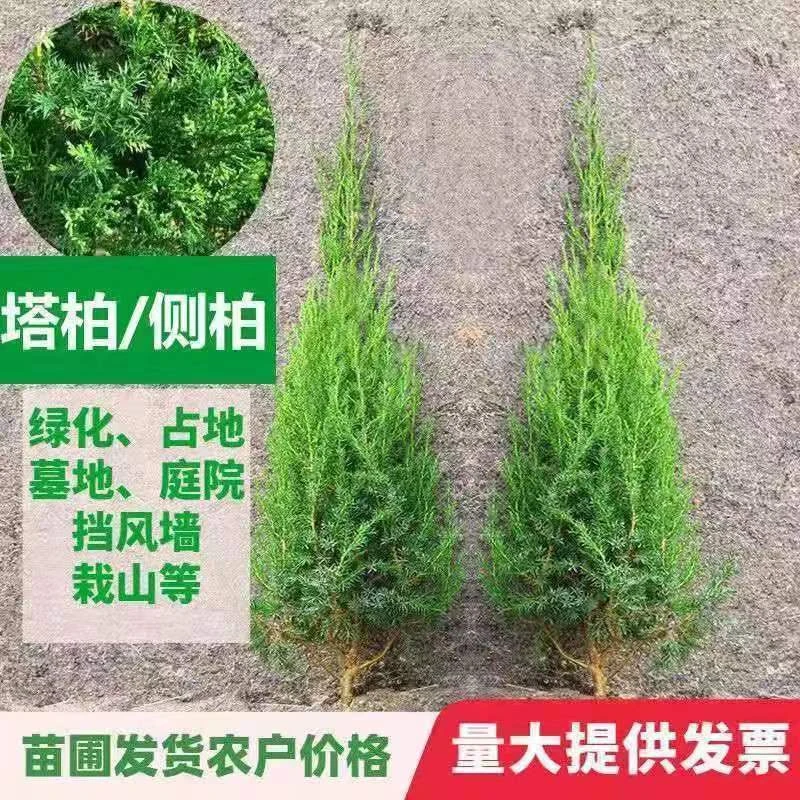 塔柏苗松树苗宝塔松柏树苗侧柏树苗松柏树苗绿化庭院四季