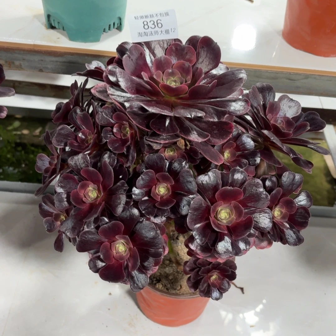 836爱神多肉植物法师