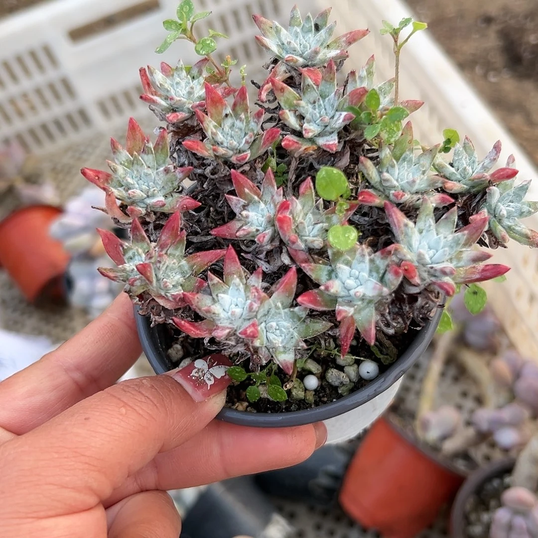 多肉植物老庄白菊