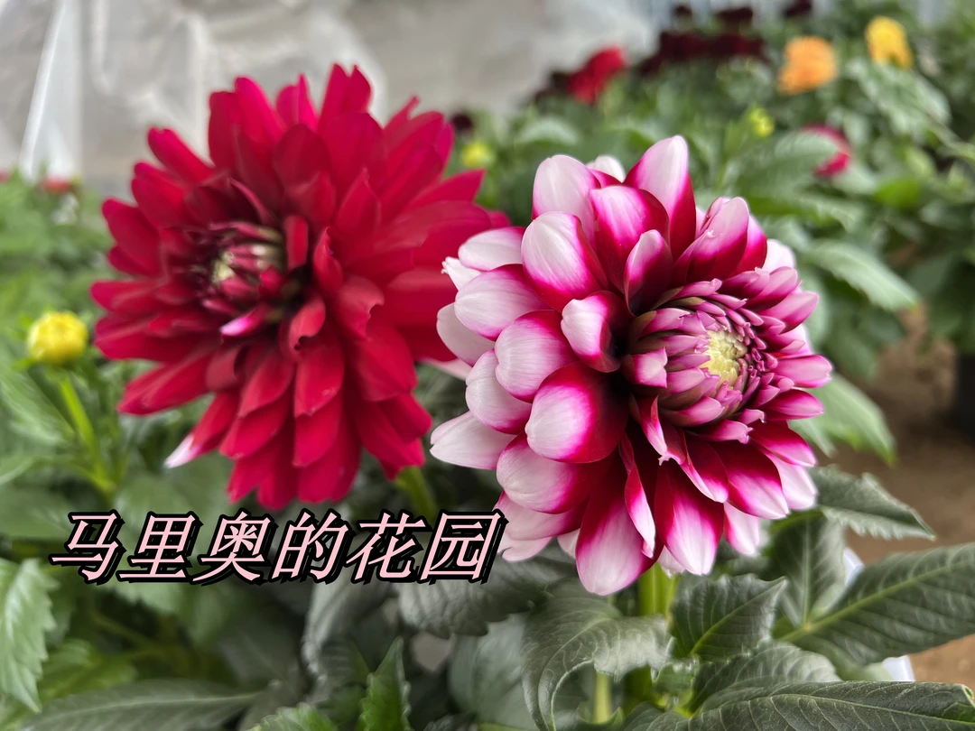 大丽花【爱丁堡】（盆栽）室外阳台原盆原土发货