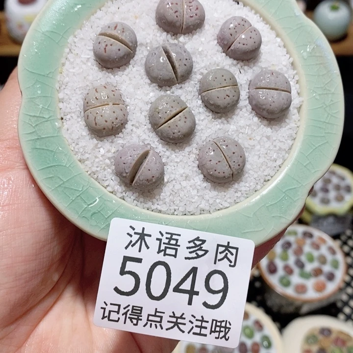 带盆土植物 一物一拍5049