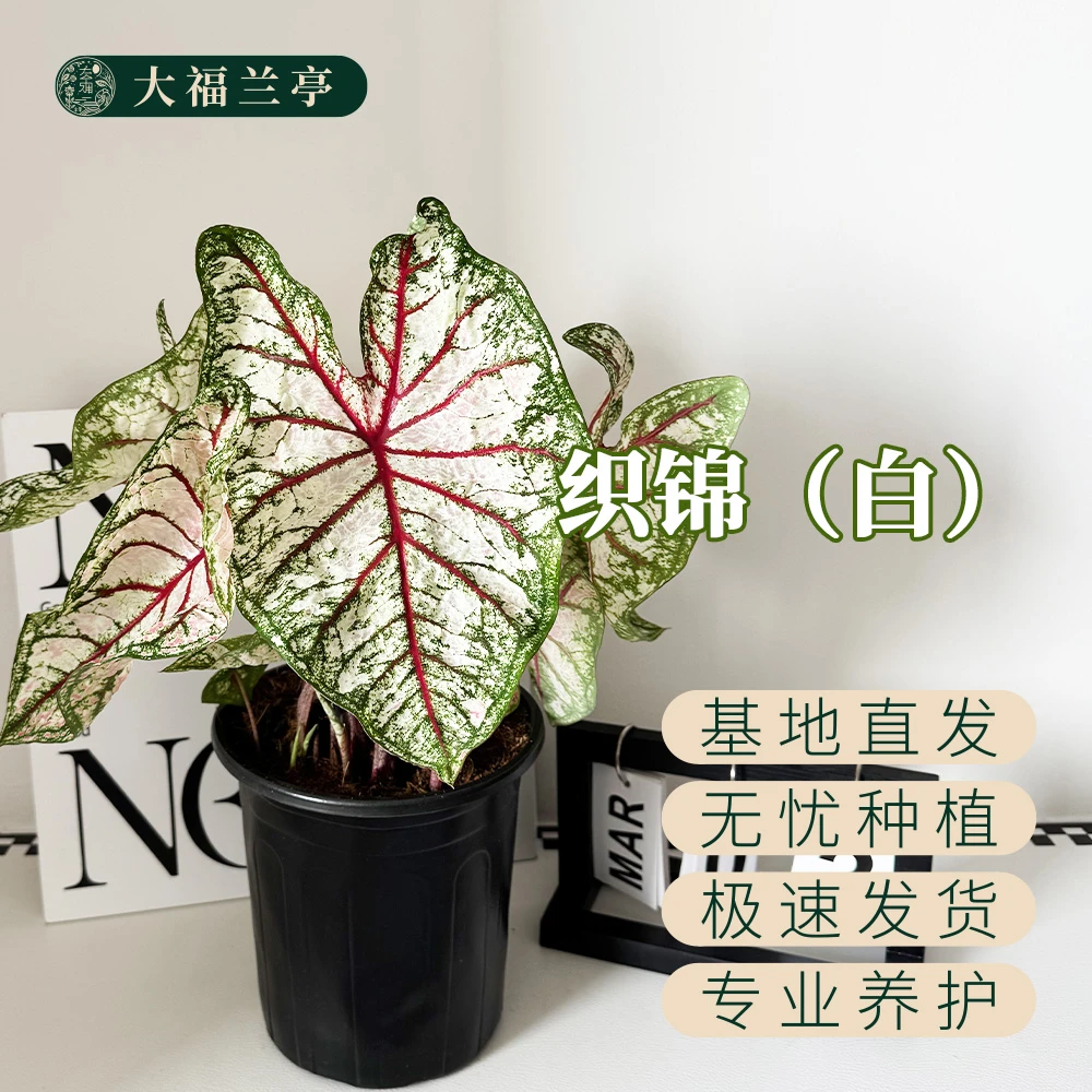 【织锦（白）】彩叶芋桌面阳台室内热植ins风（微叶损无售后）