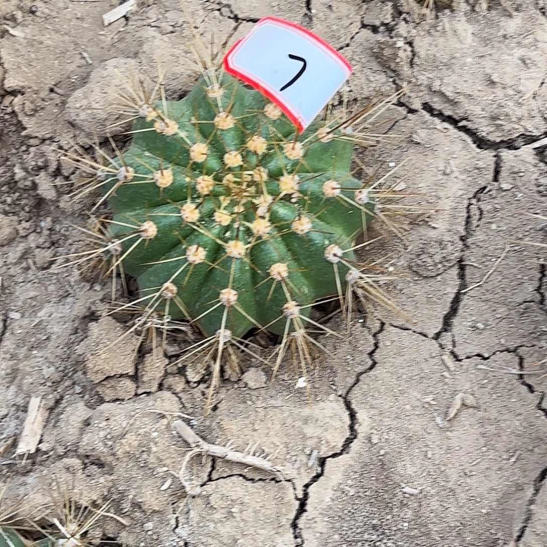 7 带根毛花柱瑕疵7