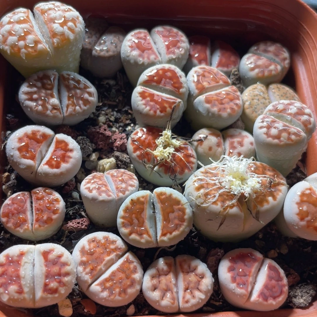 大盆特价一物一拍～14