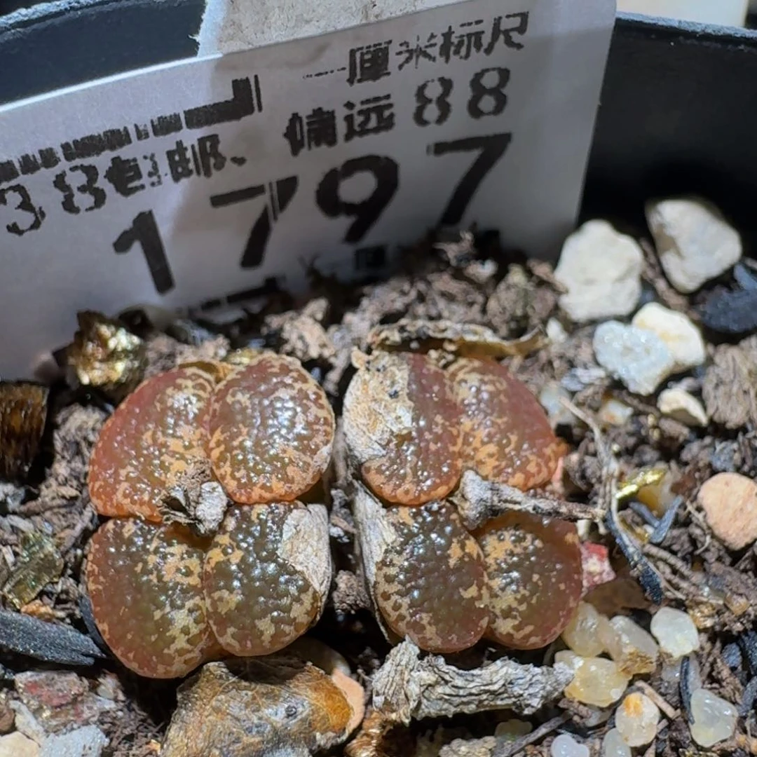 Zzzzx生石花石锥1797