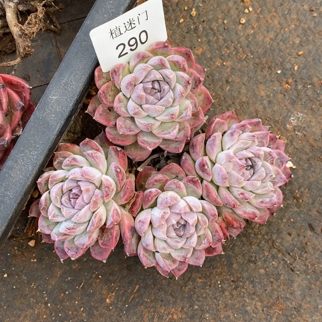 S*H杂交精品多肉290