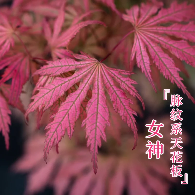 女神枫树进口红枫花园庭院植物彩叶枫树苗盆景盆栽原生大树小苗
