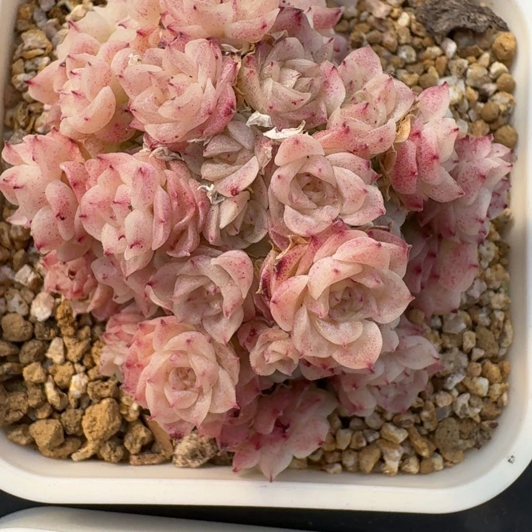 红陶暖*~0208-61-麦秆不包整