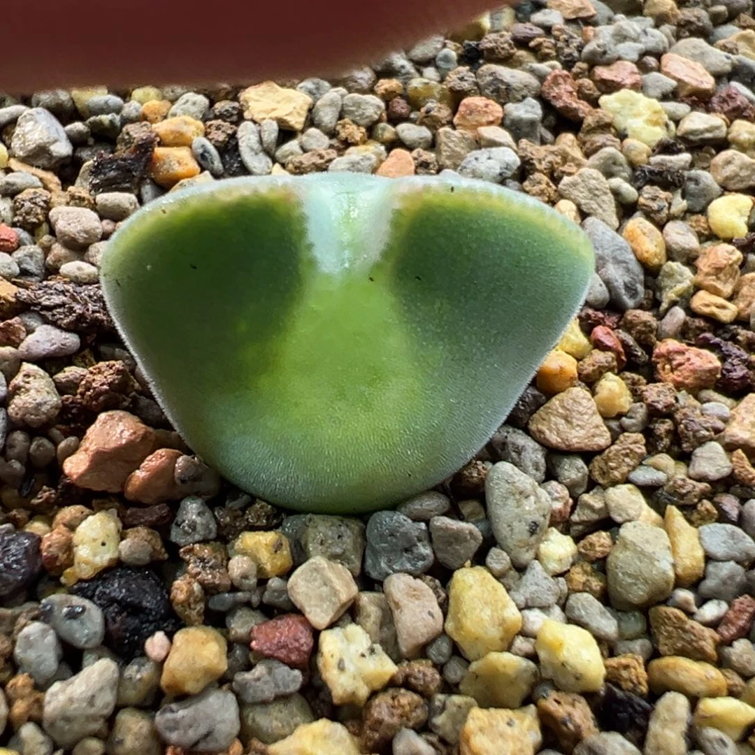 197多肉单头优选猫耳空蝉一棵特