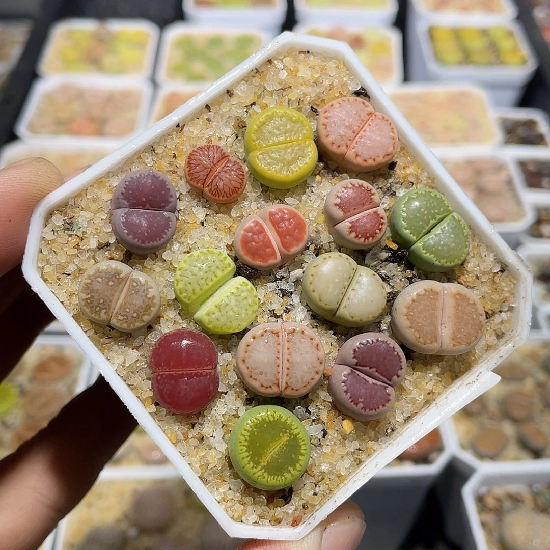 986当天凑满十八元包邮生石花