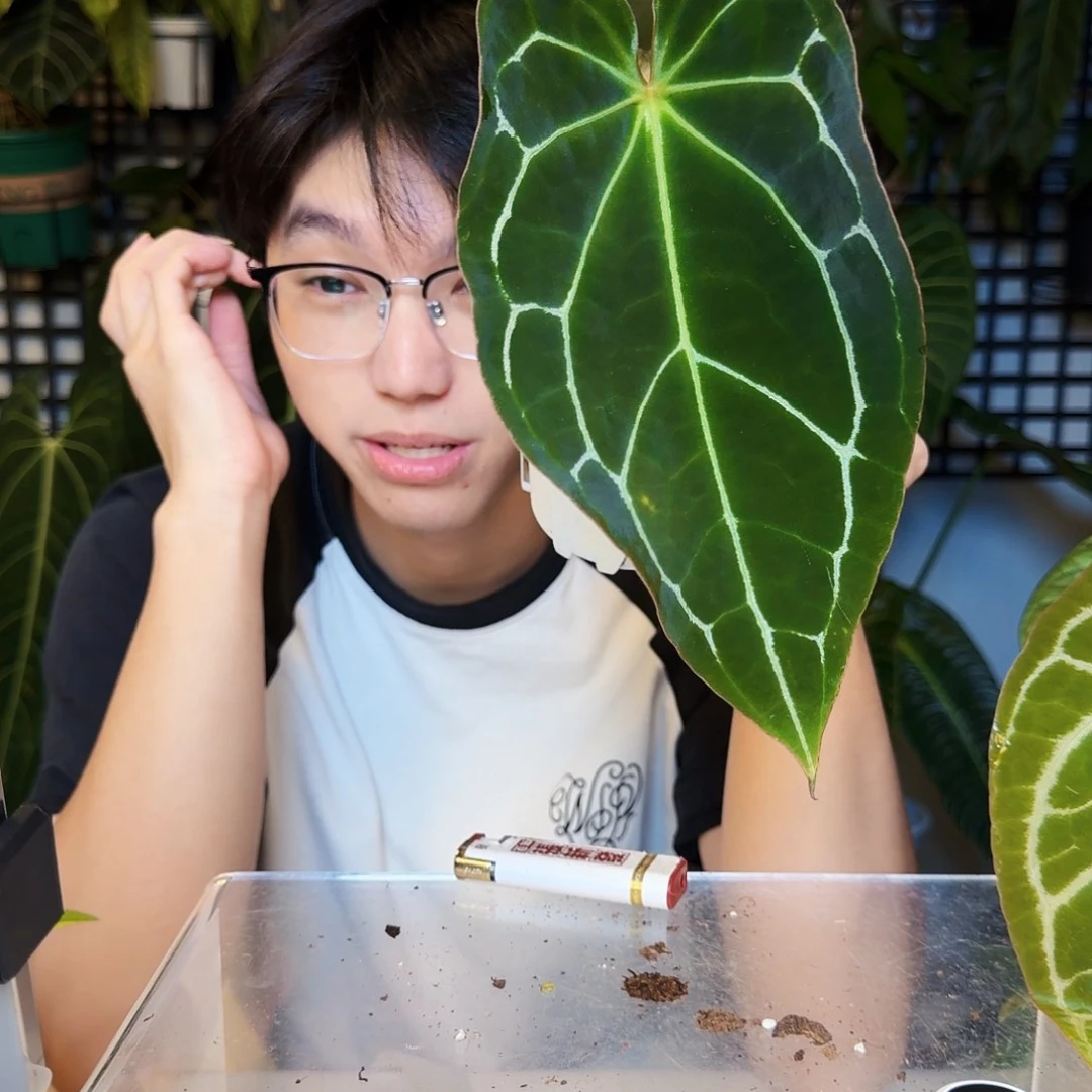 完全开放W126  黑水晶哥伦比亚