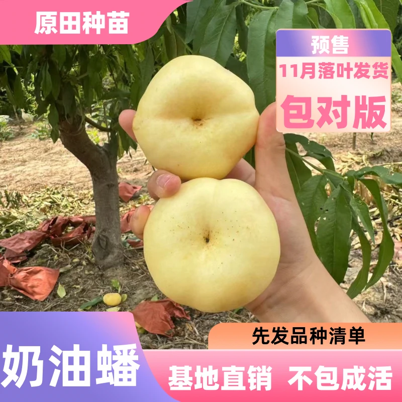 10棵 奶油蟠桃裸根苗落叶发货（不包成活）
