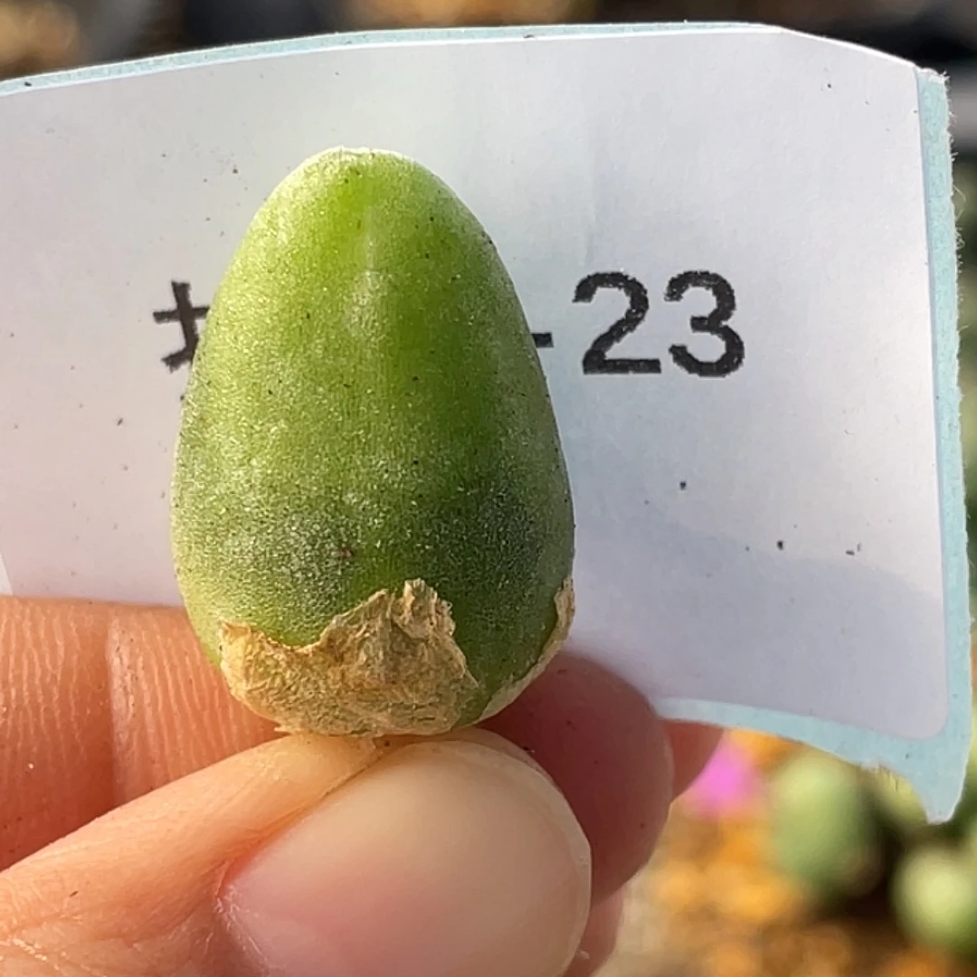 28-23哈默兔多肉植物