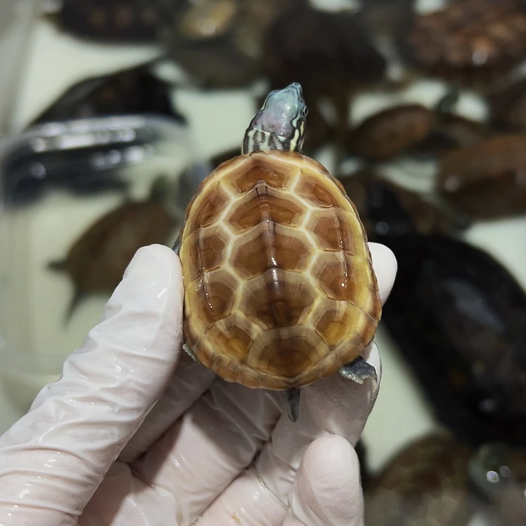 不分公母中华草龟孤*～