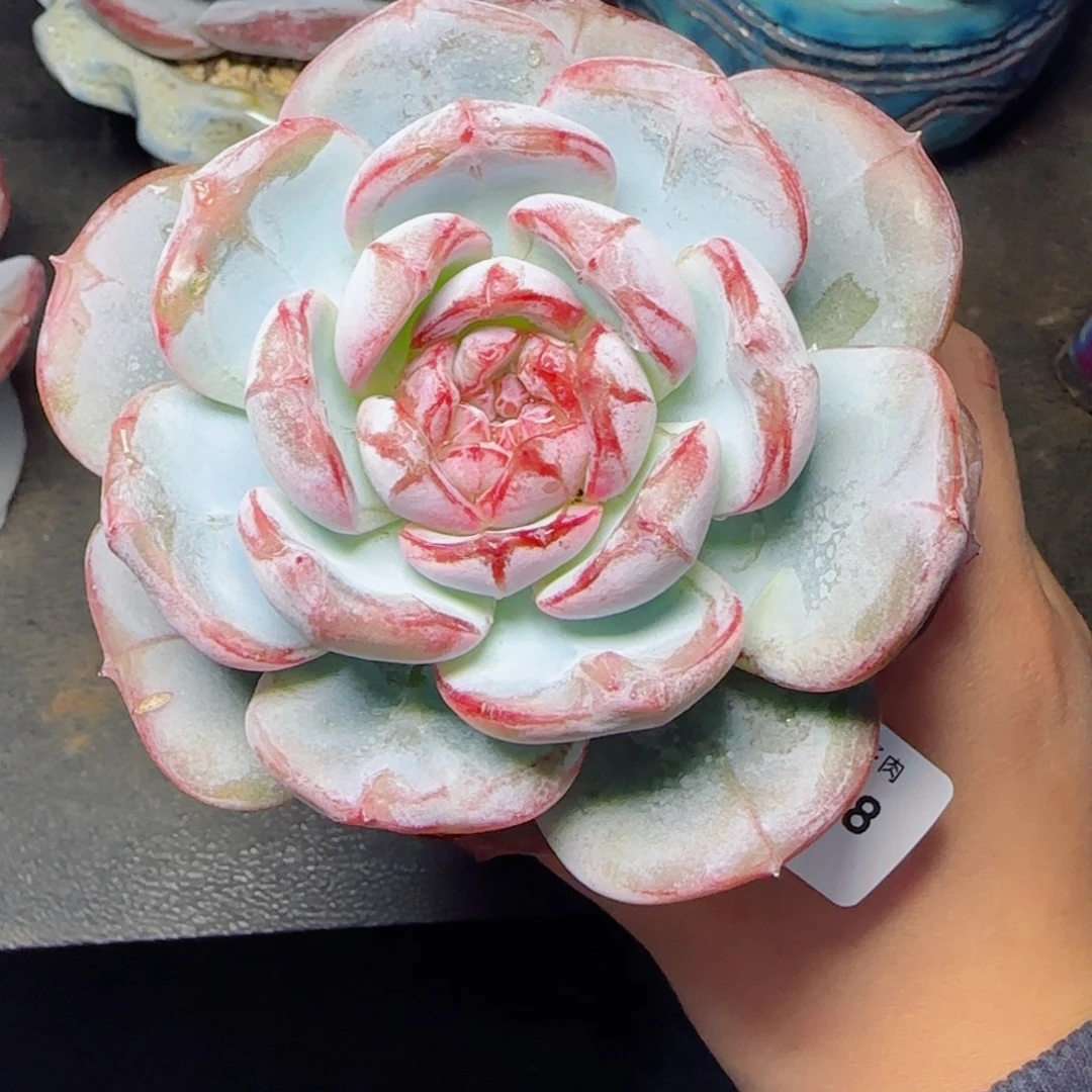 长相思，3278多肉植物