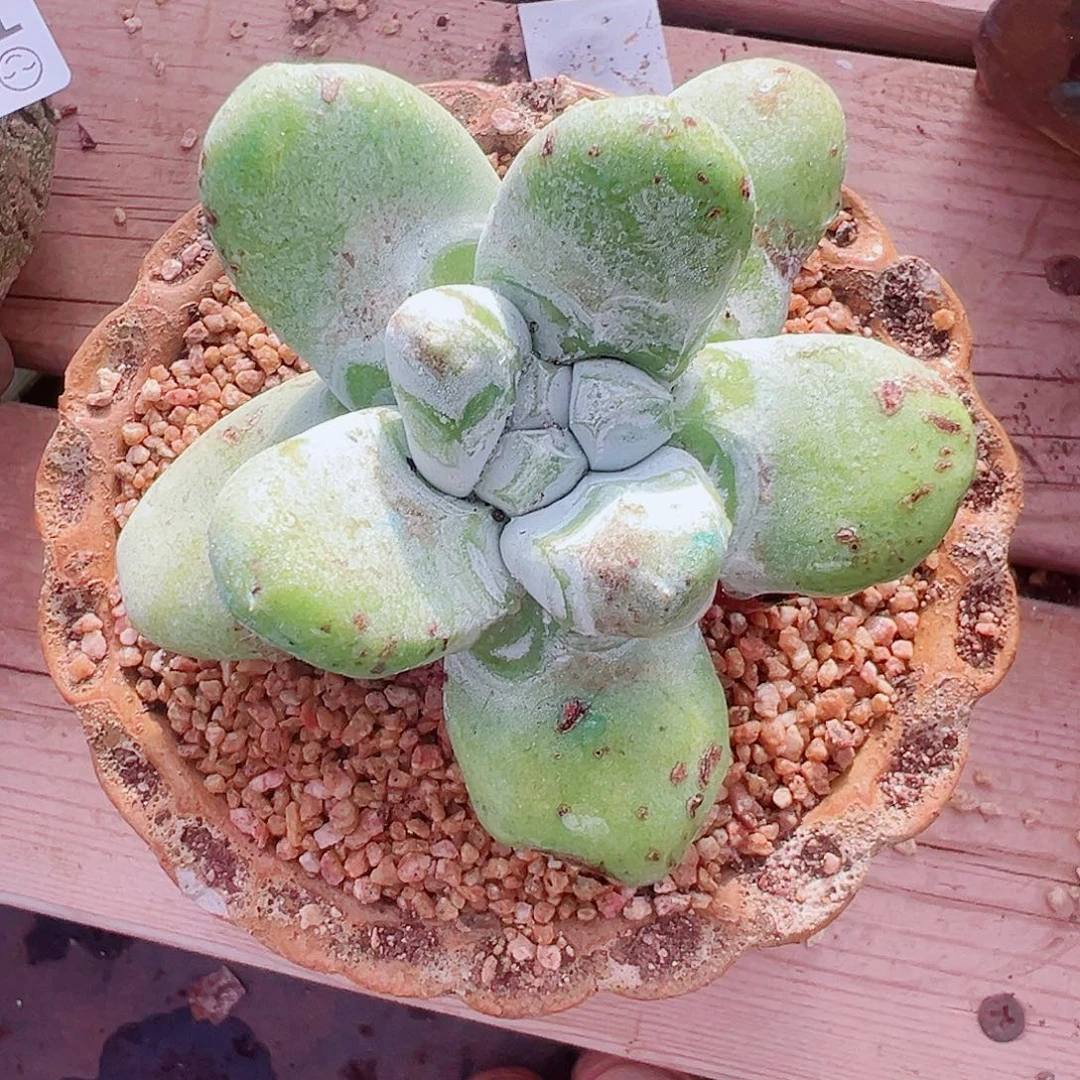 8822拇指仙女杯多肉