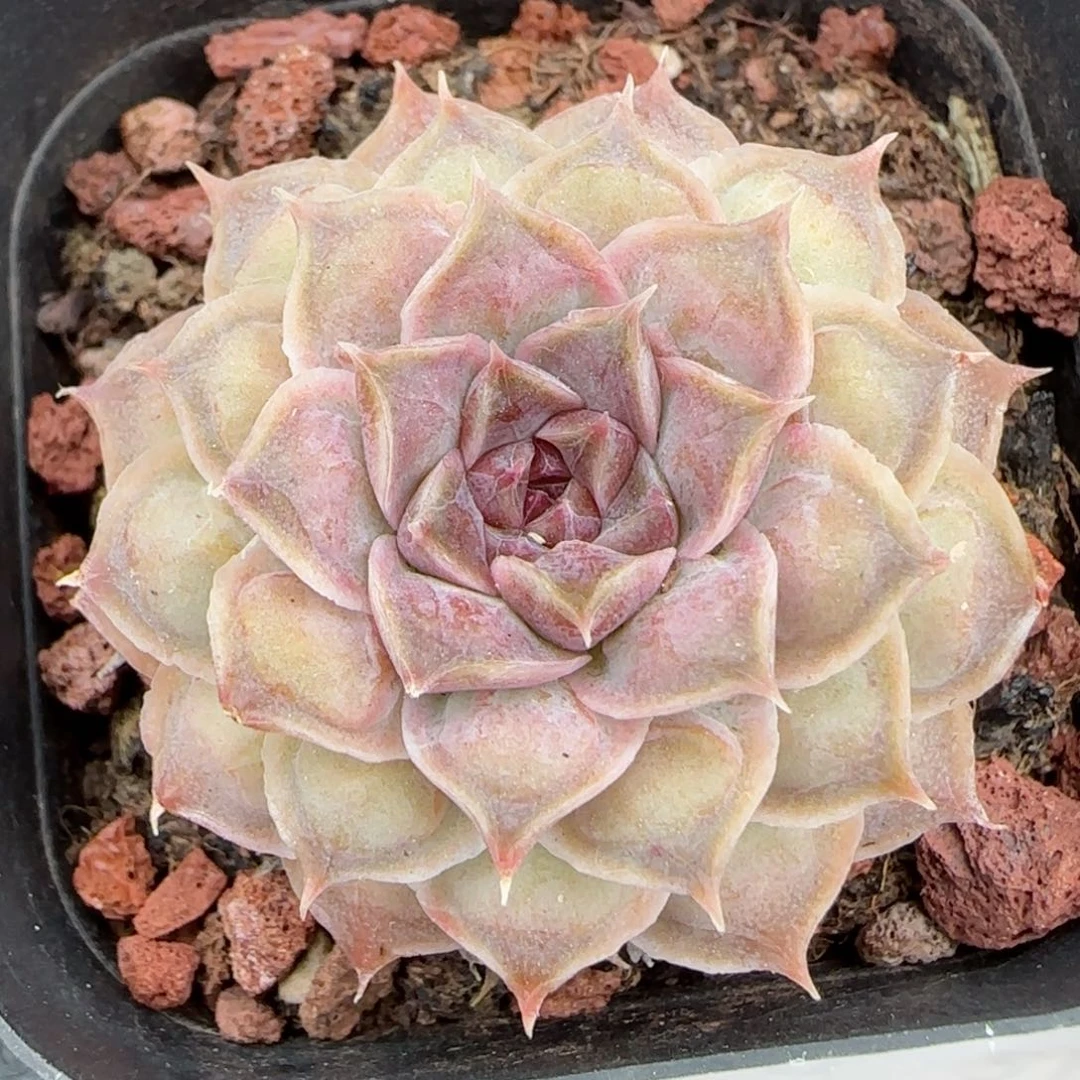 花语逸境0209-273