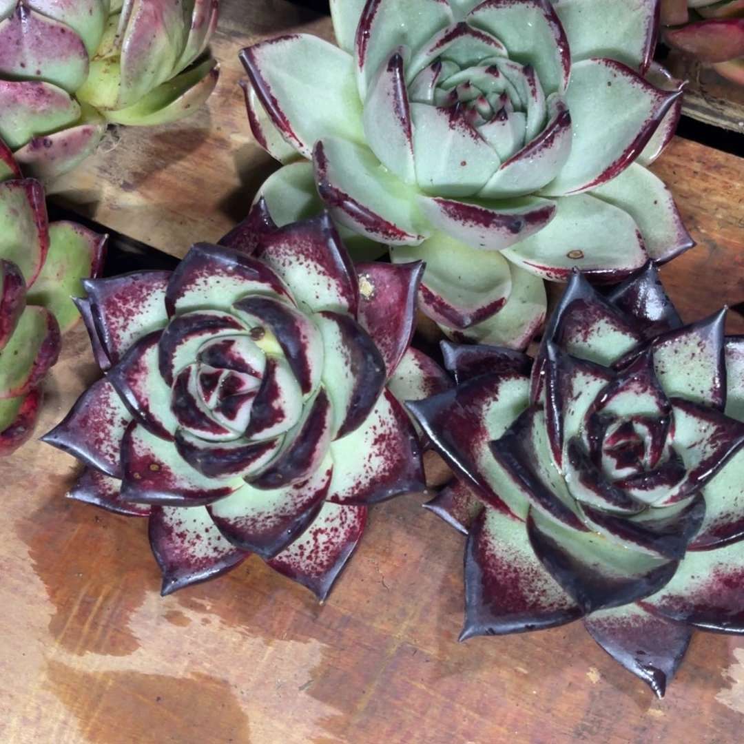 多肉植物超魔福利组