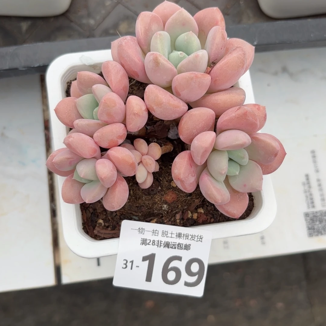 花斑鹿老桩多肉多肉