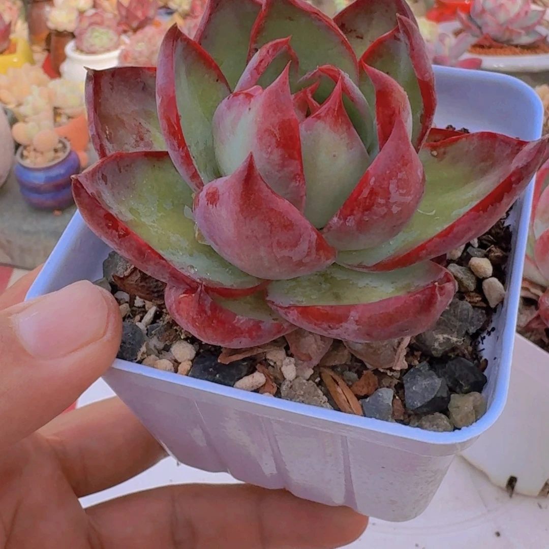 惊鸿仙子多肉植物16.8福利