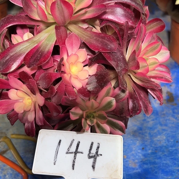 多肉植物美杜莎法师