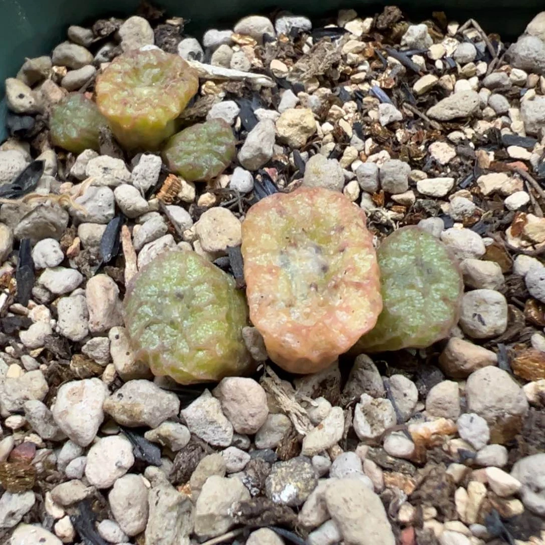 111111111111111多肉多肉