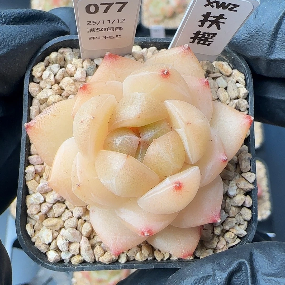 077     扶摇   5厘米盆