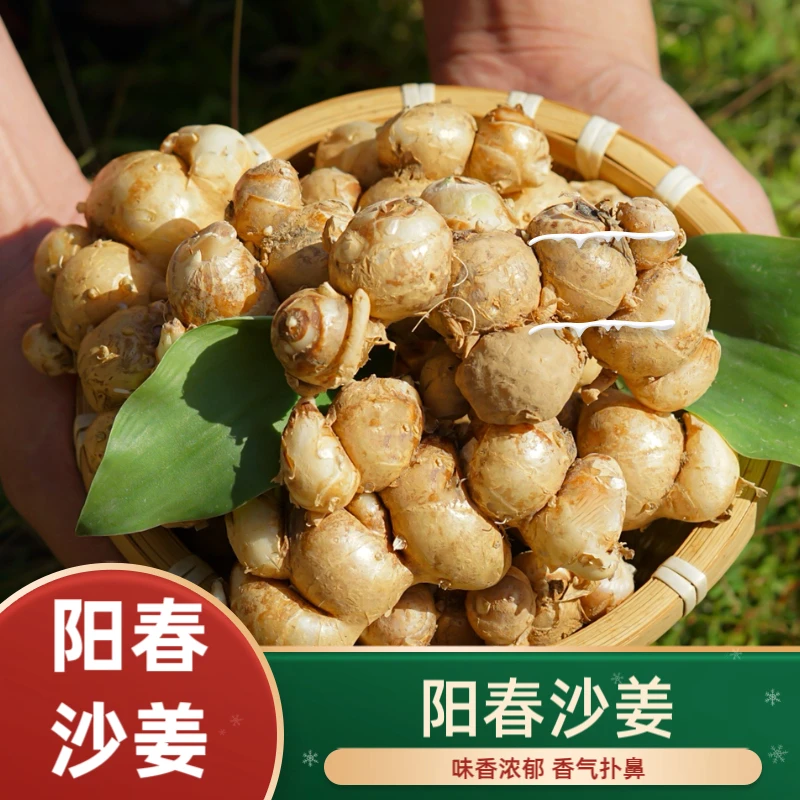 新鲜沙姜现挖山奈广东双滘沙姜白切鸡椰子鸡沙姜鸡火锅蘸料调味品