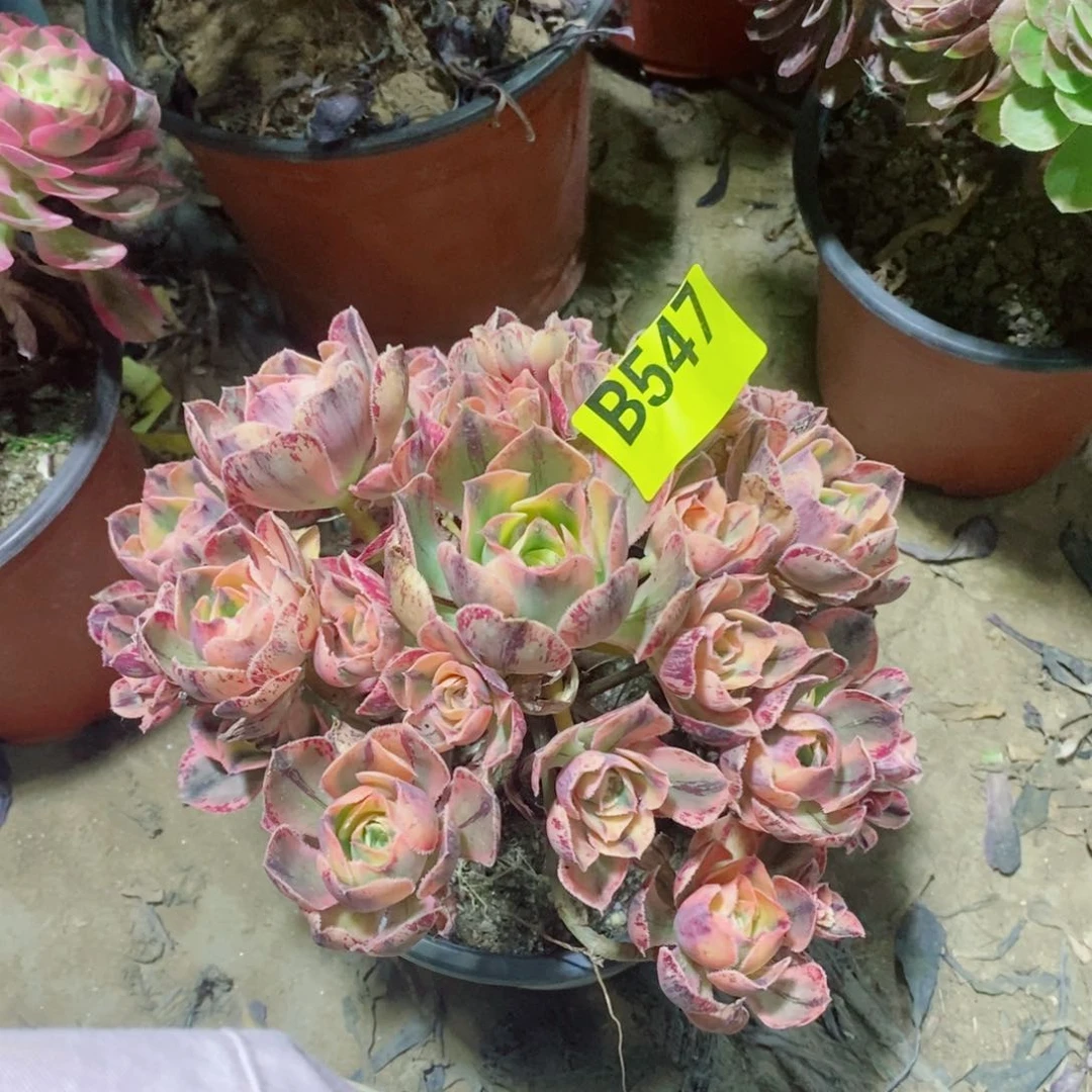 青花瓷多肉法师547