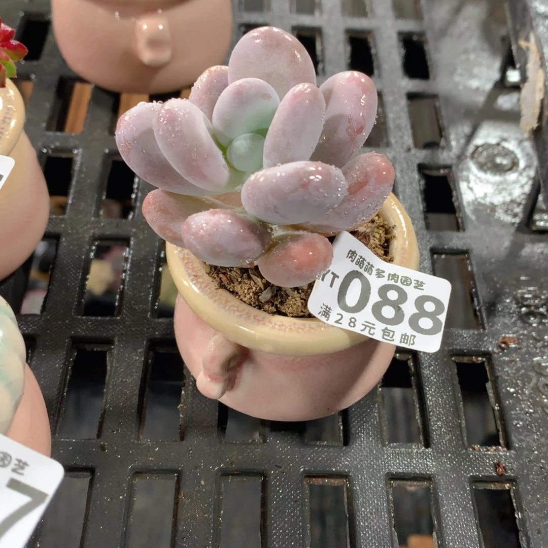 肉萌萌拇指盆精控多肉YT088