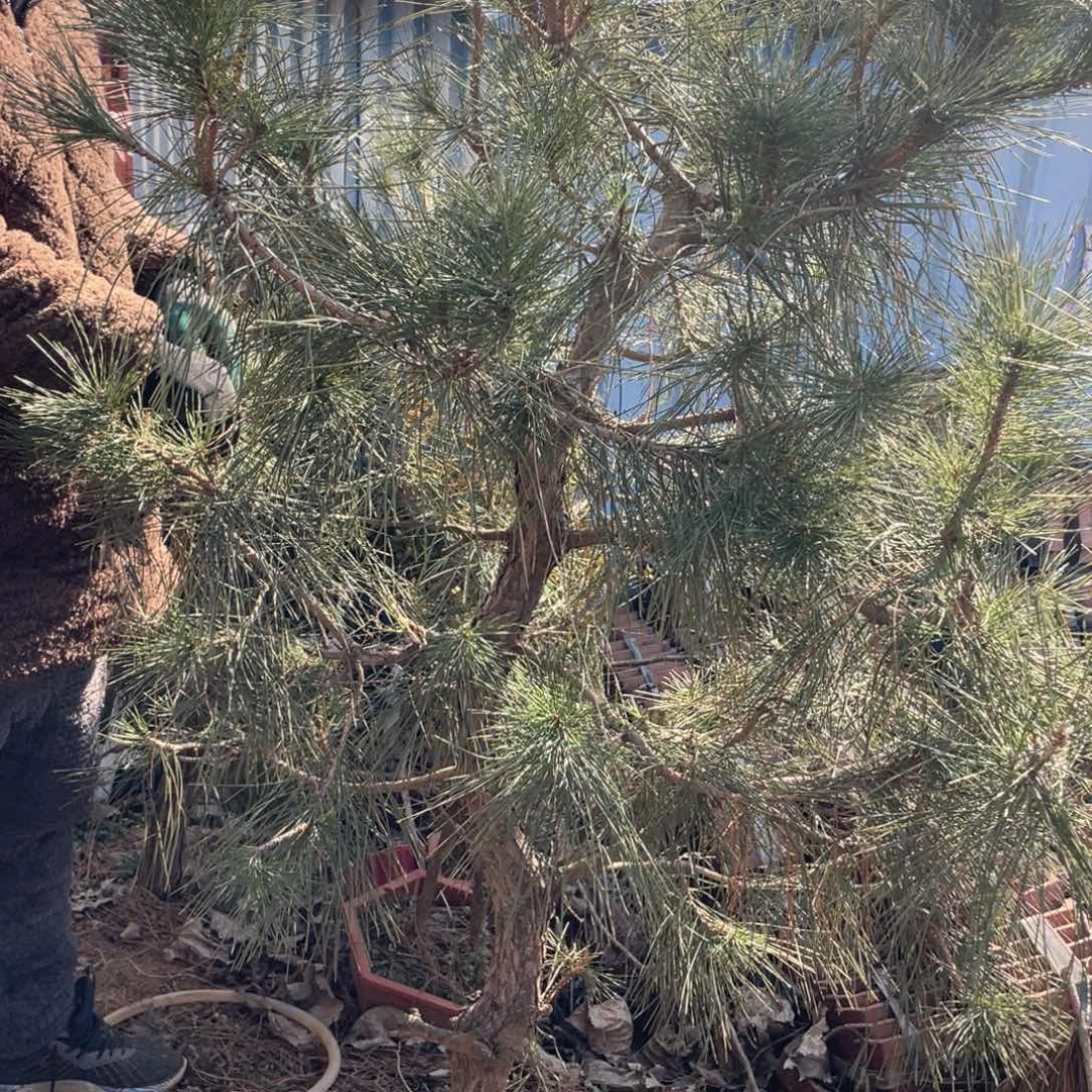 黑松和红木为主色以白玉作原料和