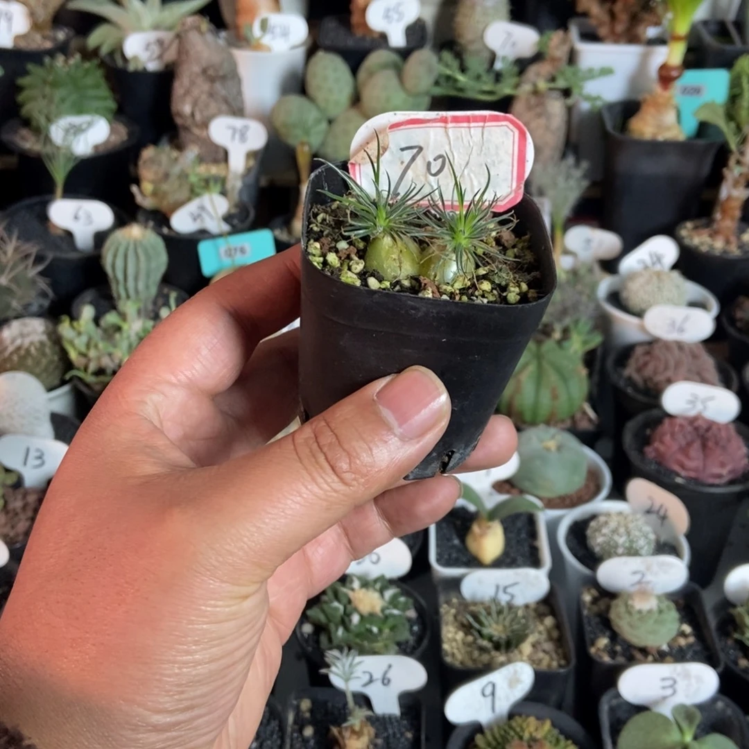 双头迷你海葱一个