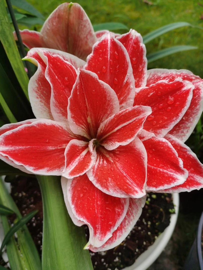 【女王】大花重瓣朱顶红自然球包对版