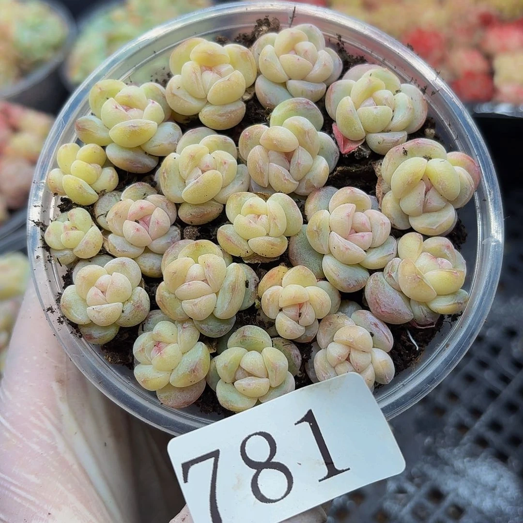 多肉植物多肉植物781
