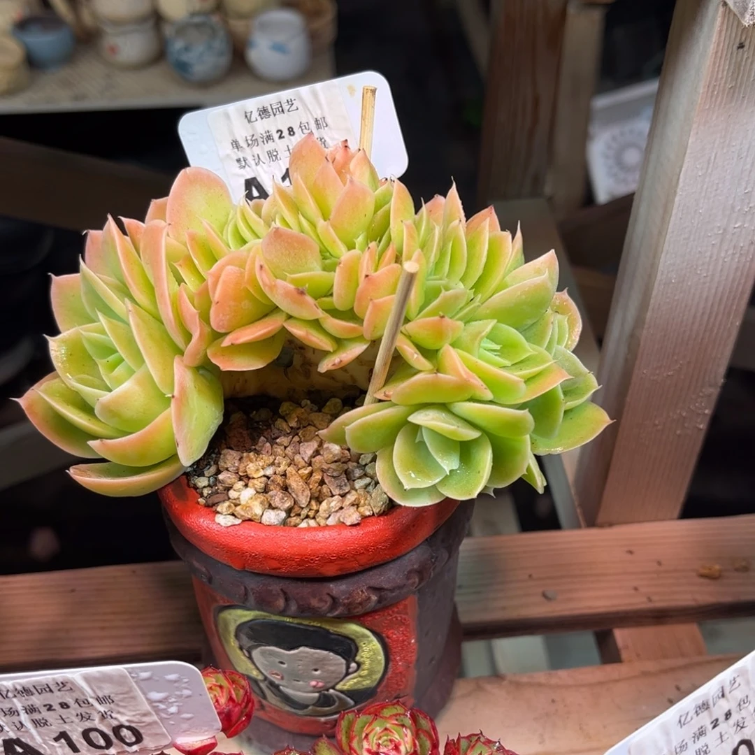 星纳塔缀dingfunvnvnvnvh