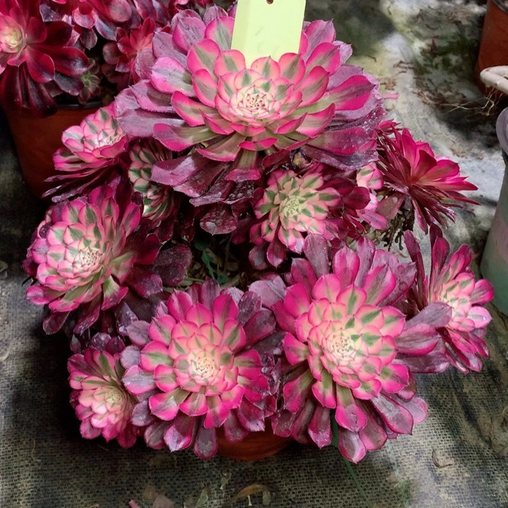 100红铜白多肉一物一拍