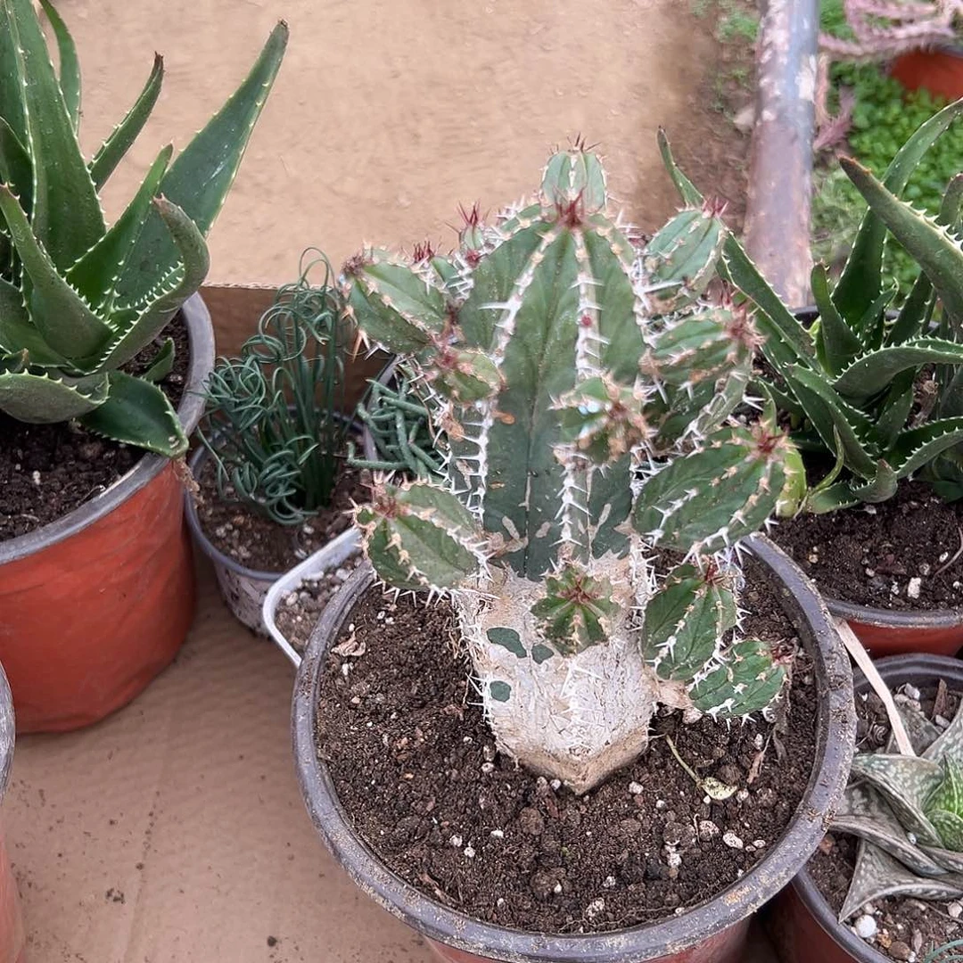 多肉植物火麒麟群