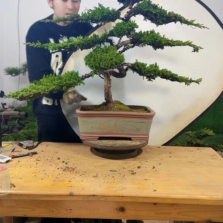 盆景111111111111111不带盆