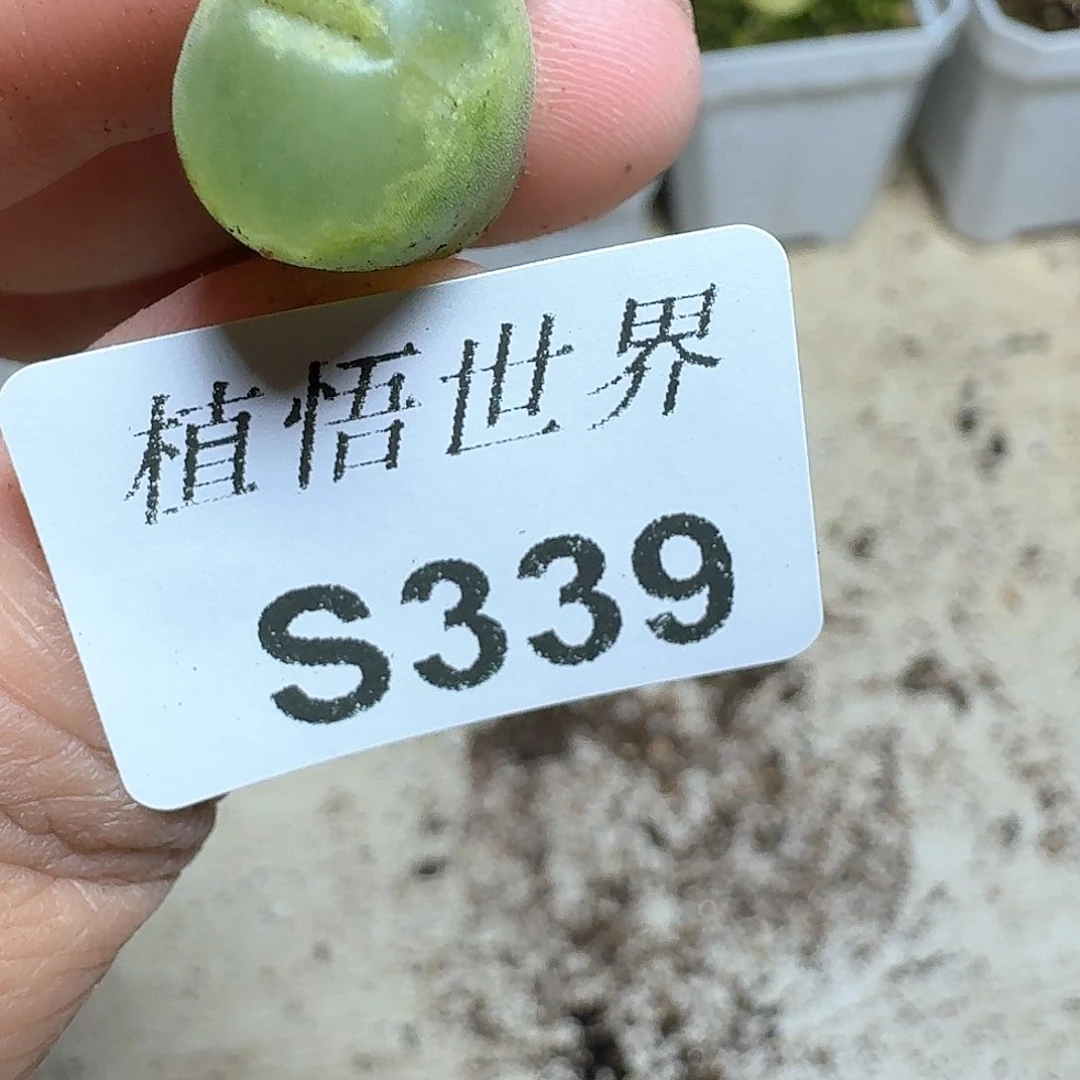 339号多肉植物哇x f