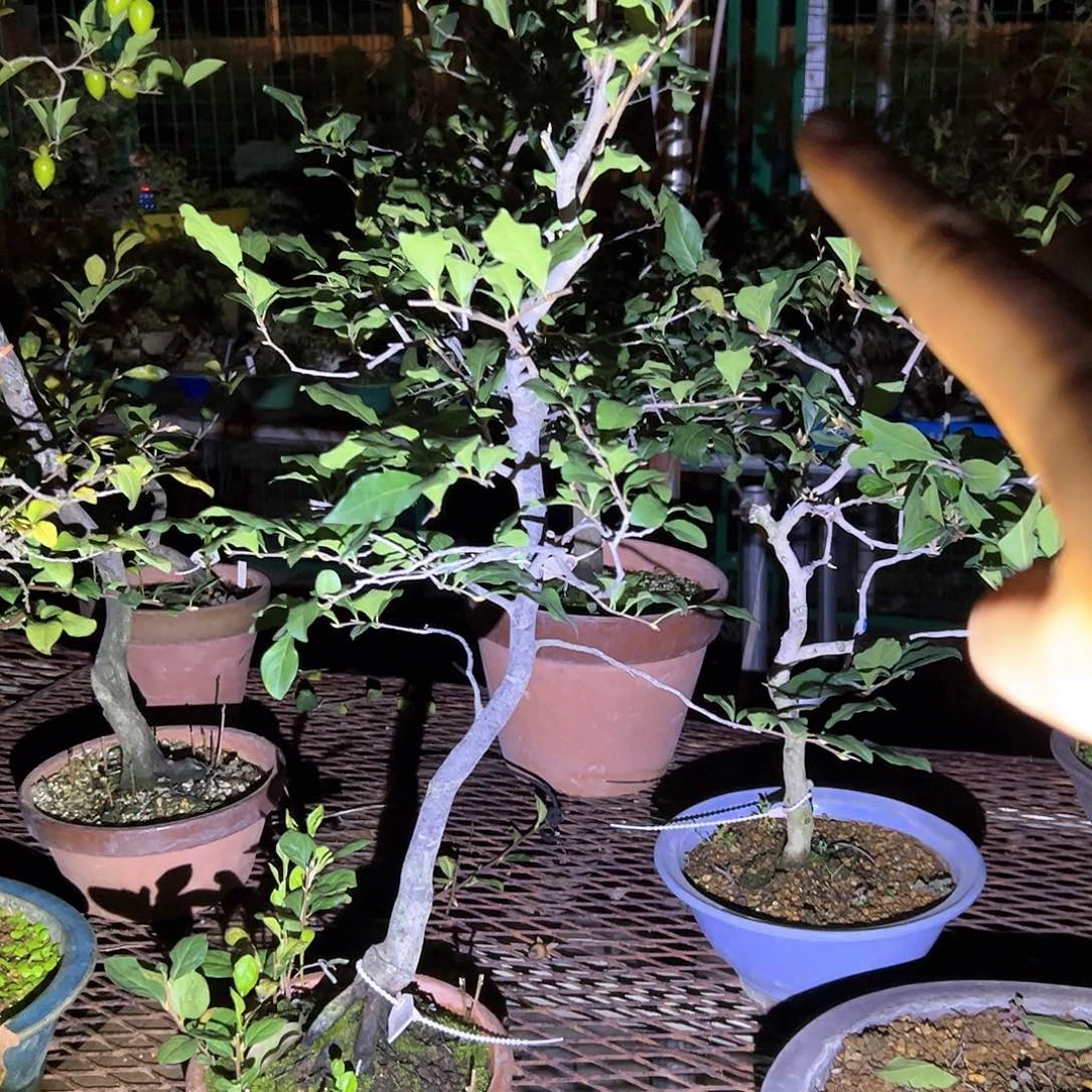 无花朵盆景不包邮98553