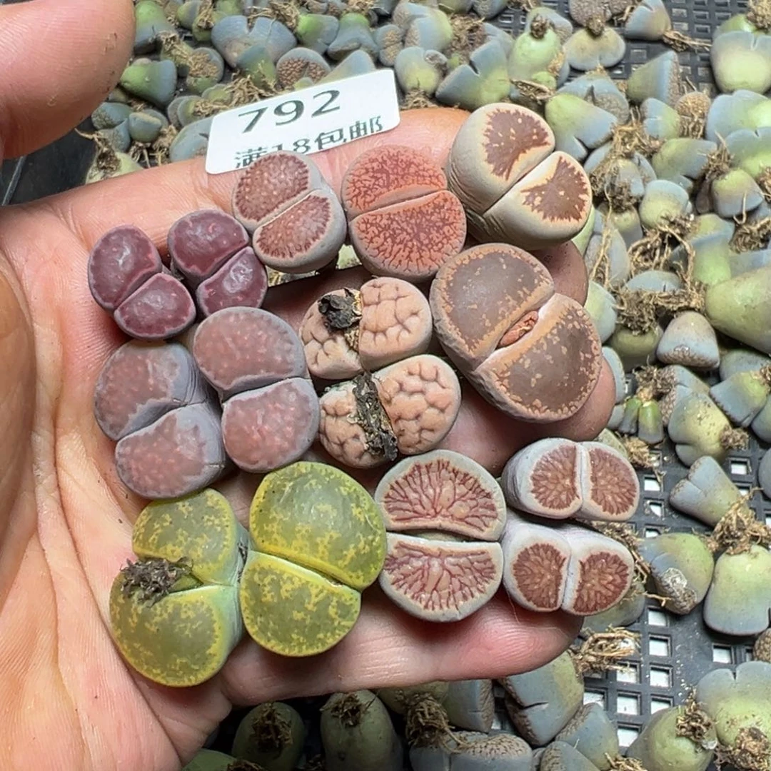 【闪购商品】 792。