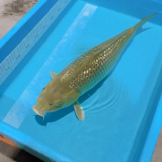 海水赤木芒果茶鲤