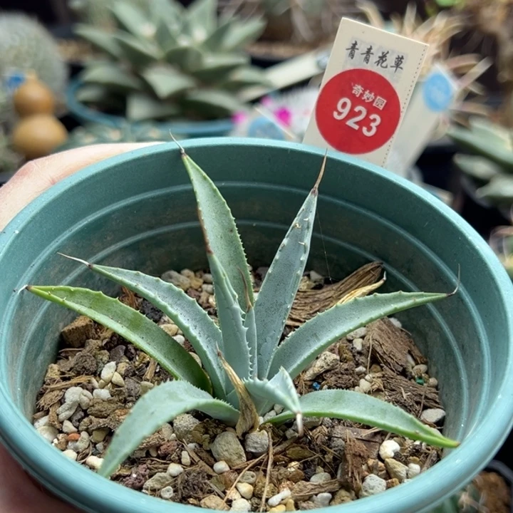 曲刺妖炎一棵仙人球