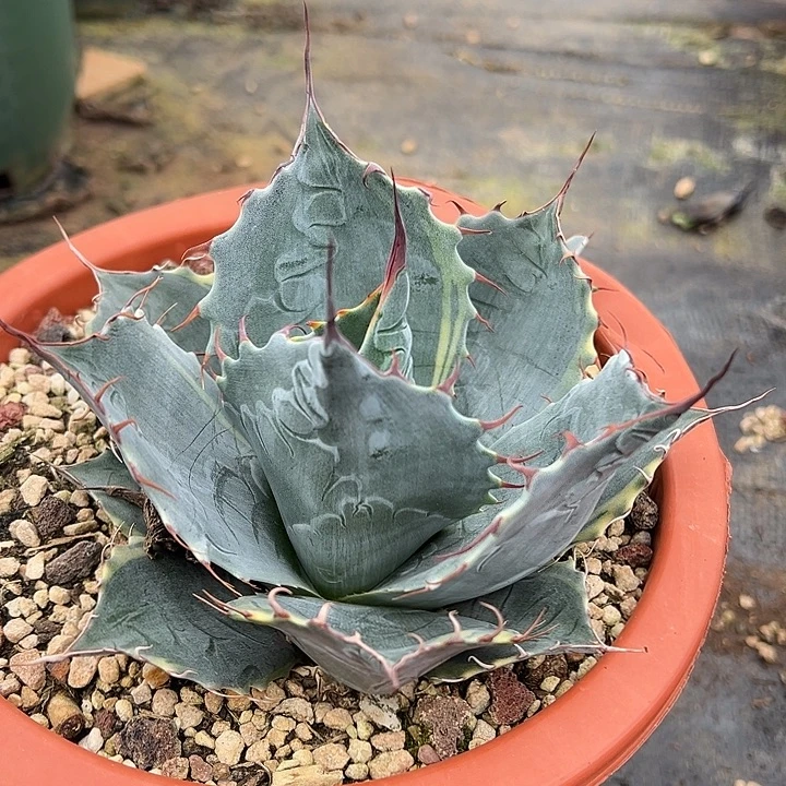 水***色龙舌兰多肉植物多肉