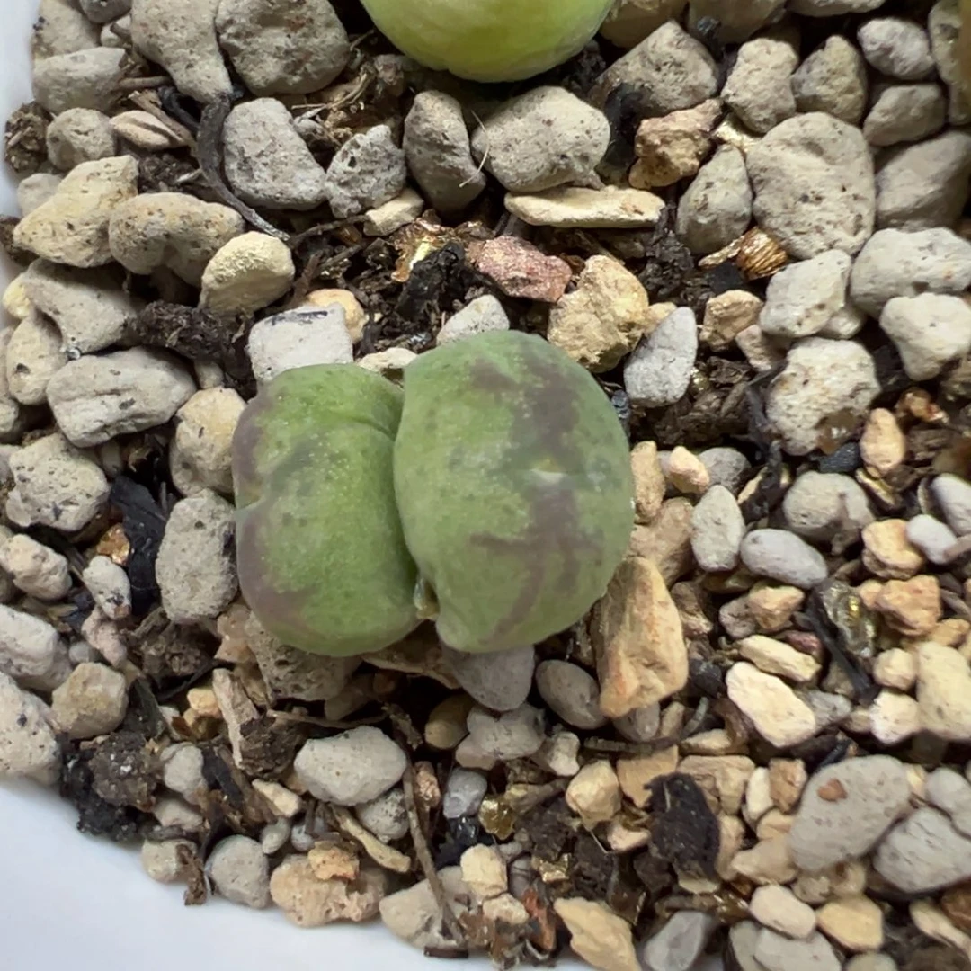 水晶鞋杂桃割多肉植物