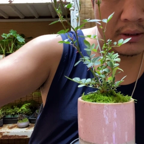 红陶一物一拍所见即所得250