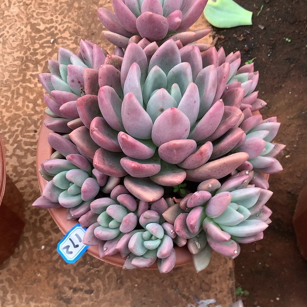 172桃花源 一物一拍多肉